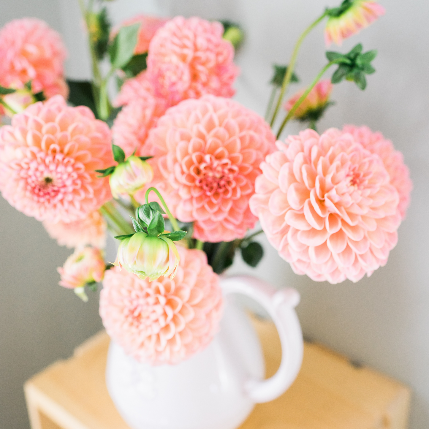 Dahlia Subscription