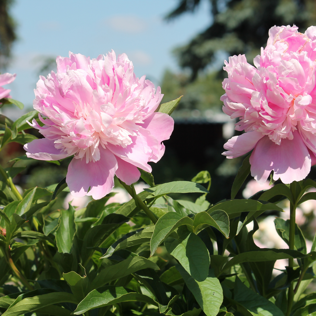Monsieur Jules Elie Peony Roots