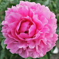 The Fawn Peony Roots