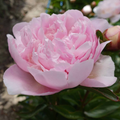 Alertie Peony Roots